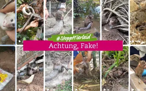#StopptTierleid. Quelle https://welttierschutz.org/fake-rescue-report/
