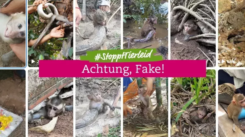 Inszenierte Tierrettungen auf Social Media: Betrug auf Kosten der Tiere und wie wir helfen können