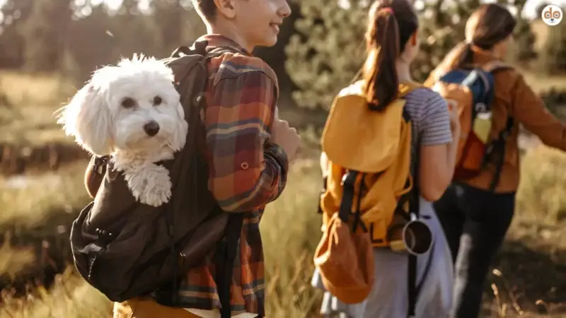 Aktivitäten für Jugendliche mit Hund: Indoor, Outdoor, Sport und Spass