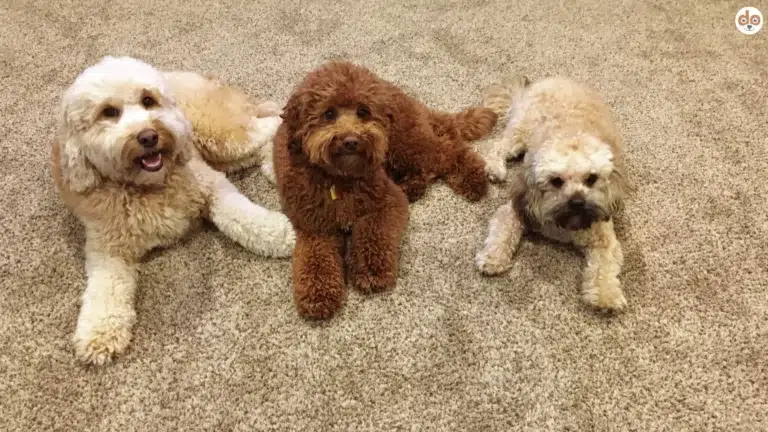 Drei Doodle Hunde auf Wohnzimmerteppich