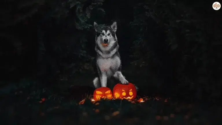 Halloween Motiv mit Hund, Wald bei Nacht, Kürbislaternen