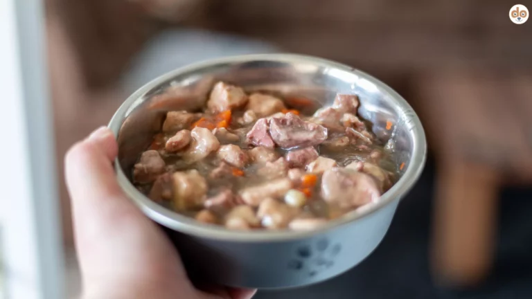 Hand hält Metallnapf mit Hundefutter, Fleischbrocken in Sauce, tierische Nebenprodukte