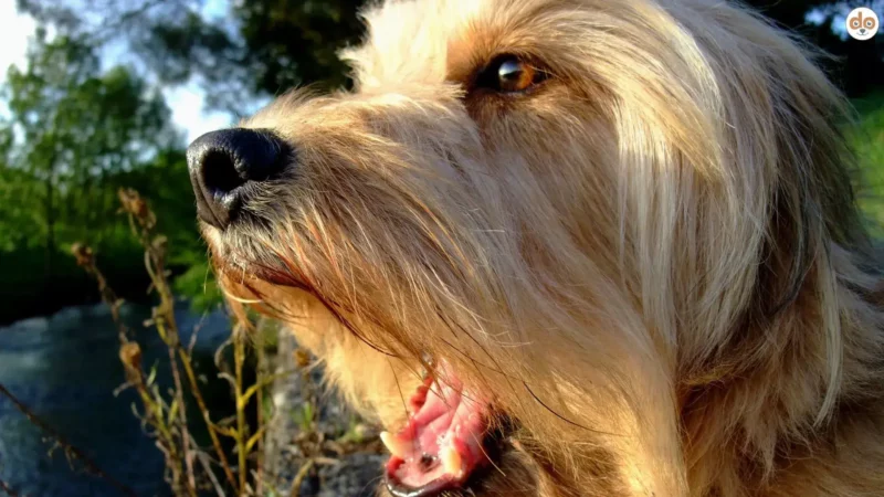 Ratgeber für Hundehalter: Was tun, wenn der Hund ständig bellt?