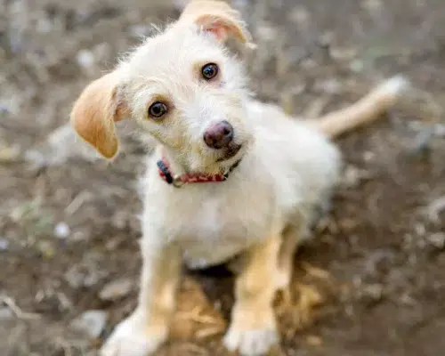 Typischer Hundeblick