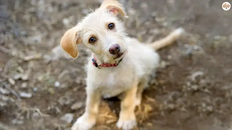 Typischer Hundeblick