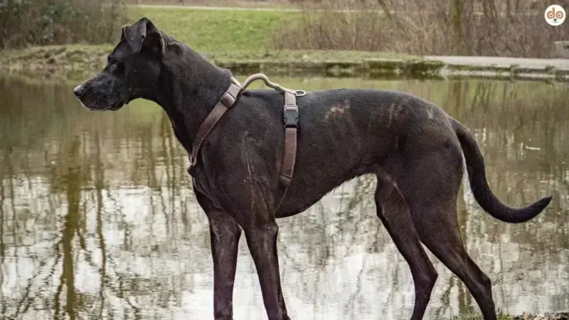 Das richtige Hundegeschirr – Worauf solltest Du achten