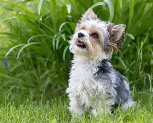 Hunderasse Biewer Terrier