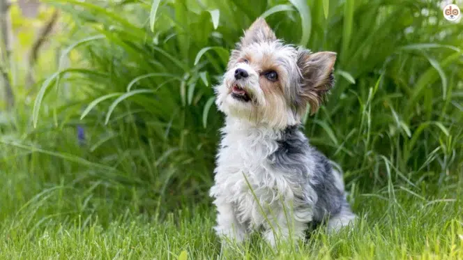Hunderasse Biewer Terrier
