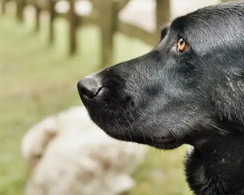 Hunderasse Ca de Bestiar Mallorca Schäferhund
