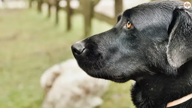 Hunderasse Ca de Bestiar Mallorca Schäferhund