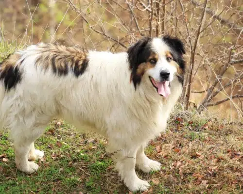 Hunderasse Tornjak, BOSNISCH-HERZEGOWINISCHER-KROATISCHER SCHÄFERHUND
