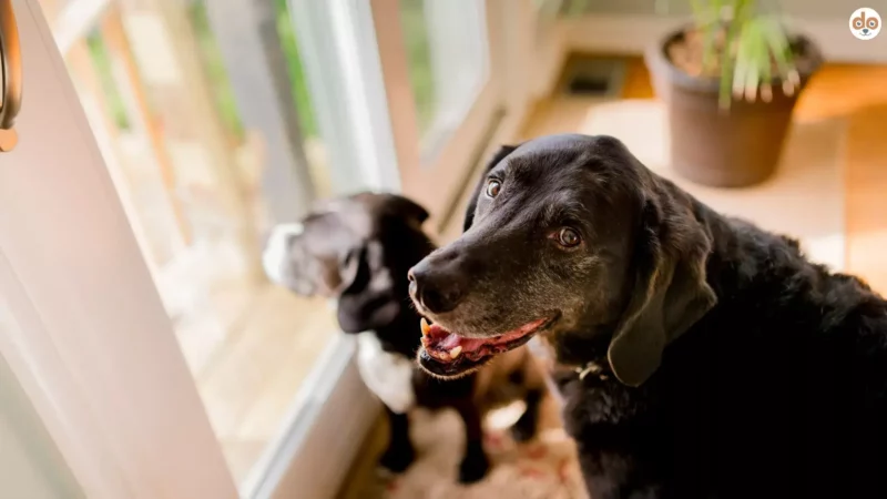 Ein Herz für Hundesenioren: Die 6 Vorteile der Adoption älterer Hunde