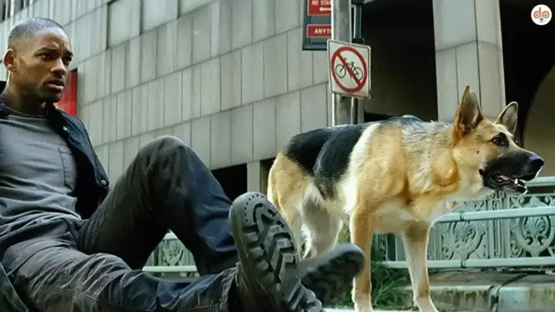 Der Hund aus “I Am Legend” – Samantha, der treue Begleiter