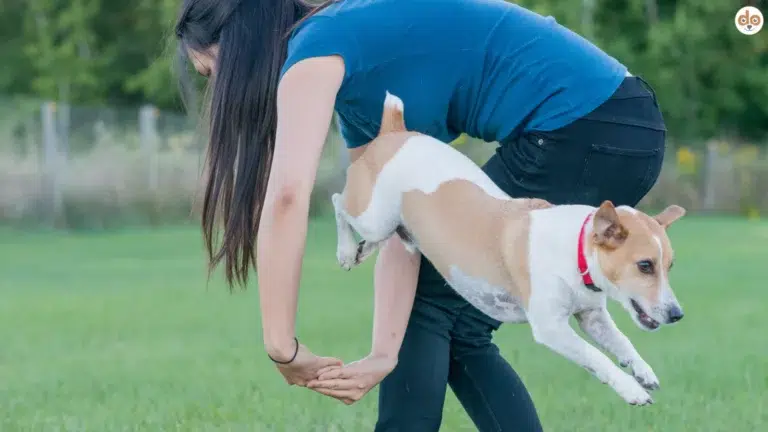 Jack Russell Terrier springt durch Arme, Trickdogging, Trick-Kommandos, Hundetricks