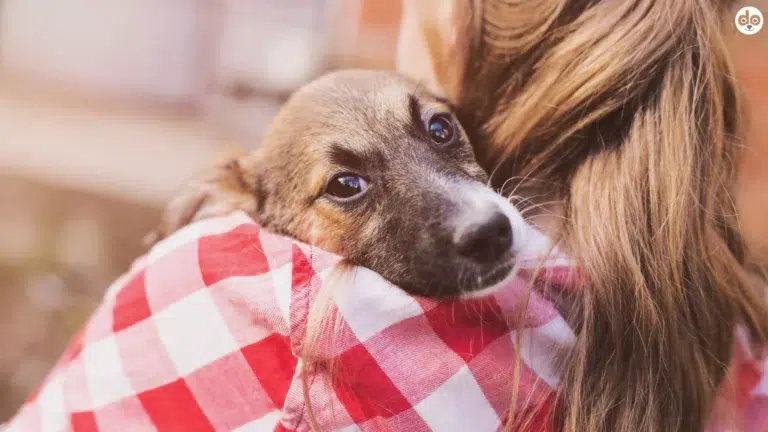 Junghund auf der Schulter einer Frau