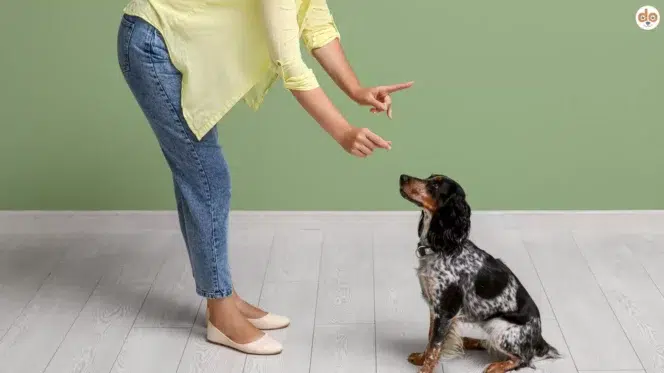 Frau übt mit ihrem Hund Grundkommando Sitz