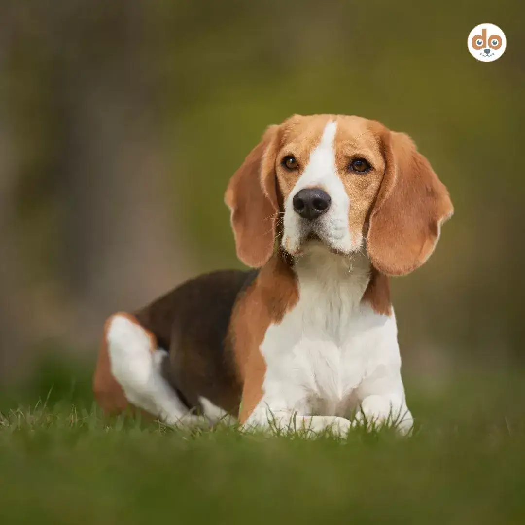 Felltyp Kurzhaar Beagle