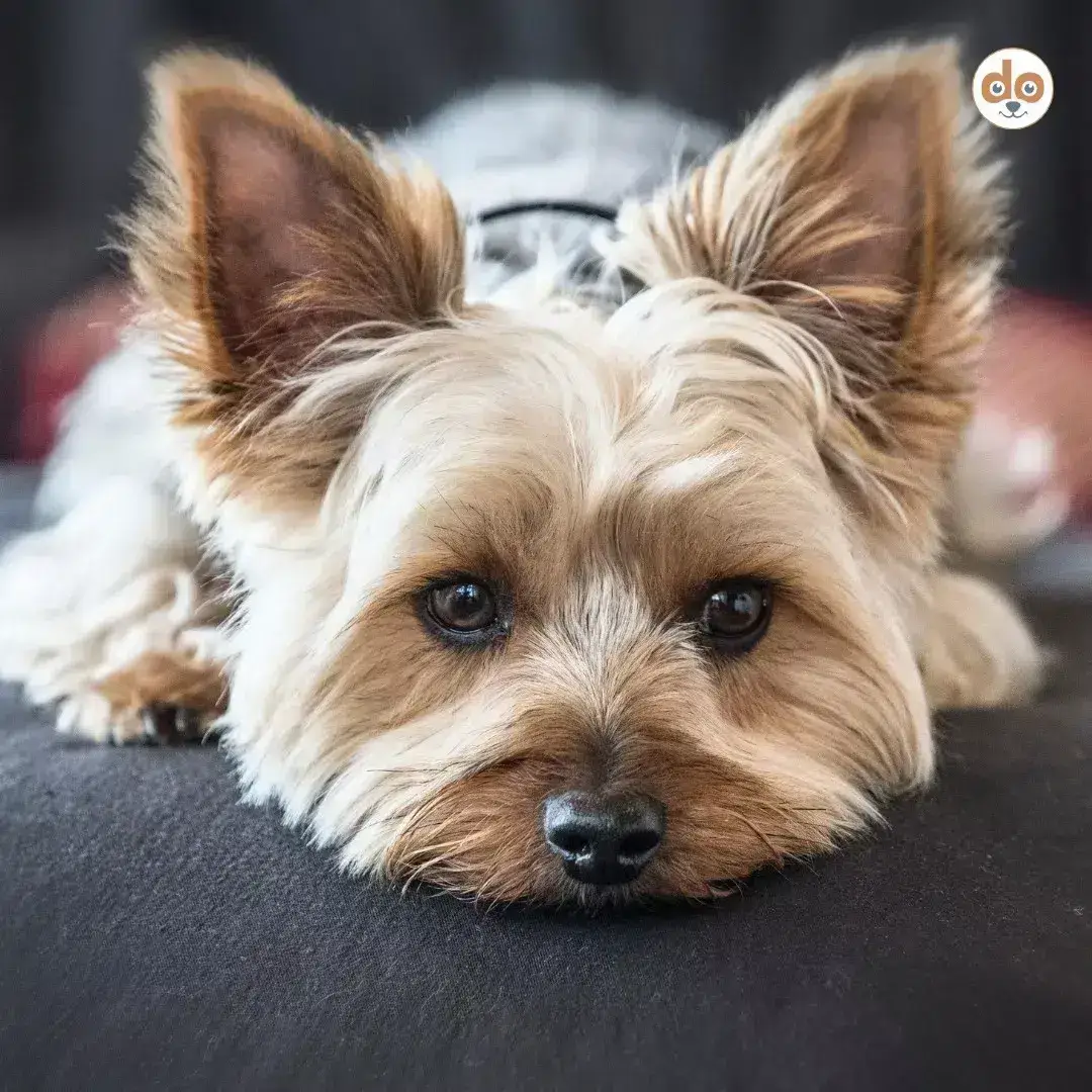 Felltyp Langhaar Yorkshire Terrier