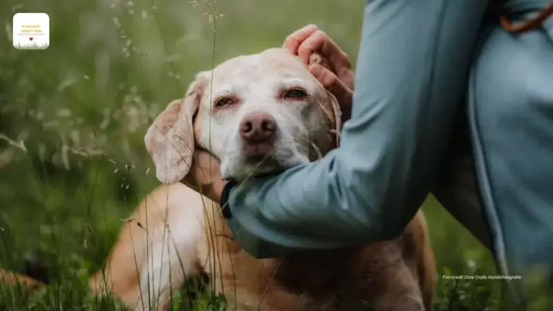 Graue Schnauzen, goldene Herzensjahre: Das Abenteuer mit alternden Hunden