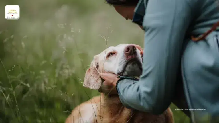 Senior Leo, Fotocredit an Dora Crudo Hundefotografie