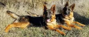 Logo Hundepension Reinländer