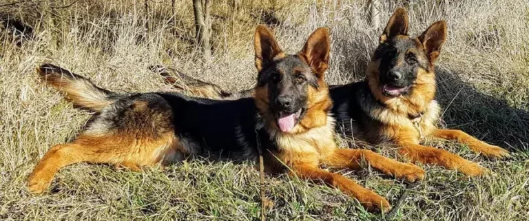 Hundepension Reinländer - pension reinlaender 2HundeImGras