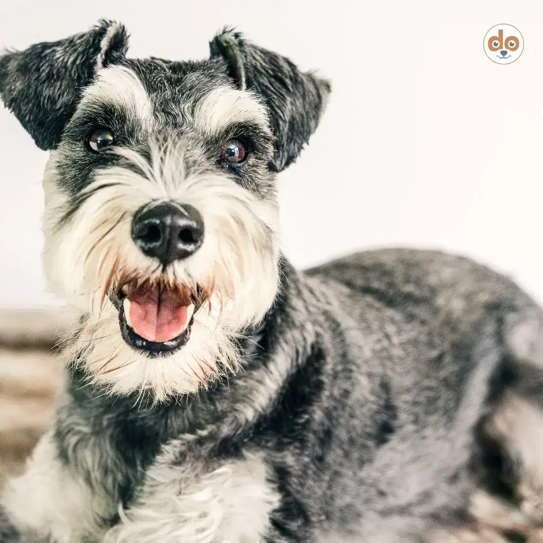 Felltyp Rauhaar Schnauzer
