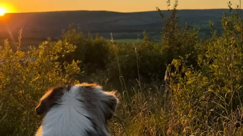 Mit dem Hund von der Schweiz nach Irland reisen