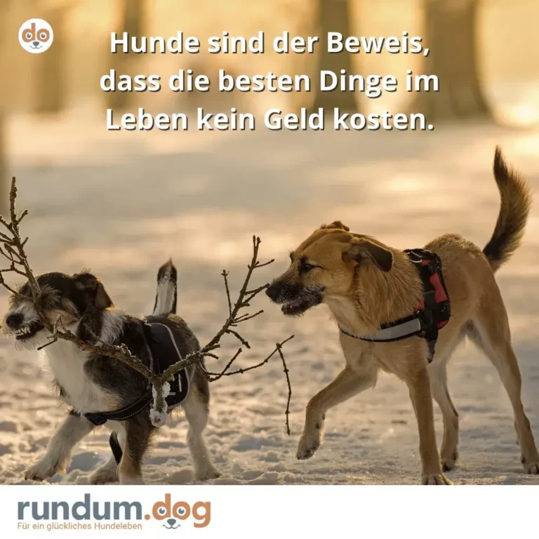 Zwei Hunde am Strand mit Stöckern im Maul, spielend nebeneinander