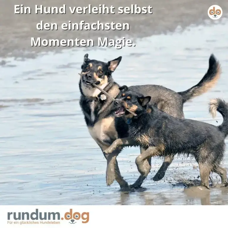 Zwei Hunde spielen zusammen im flachen Wasser am Strand, einer hält einen Stock im Maul