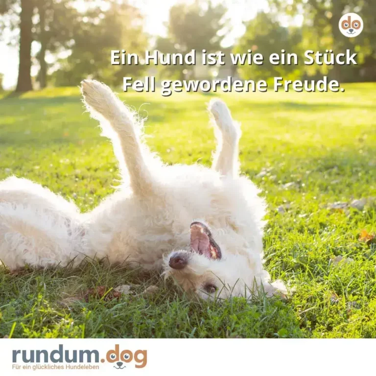 Weisser Hund liegt auf dem Rücken im Gras, Pfoten in der Luft, Zunge heraus