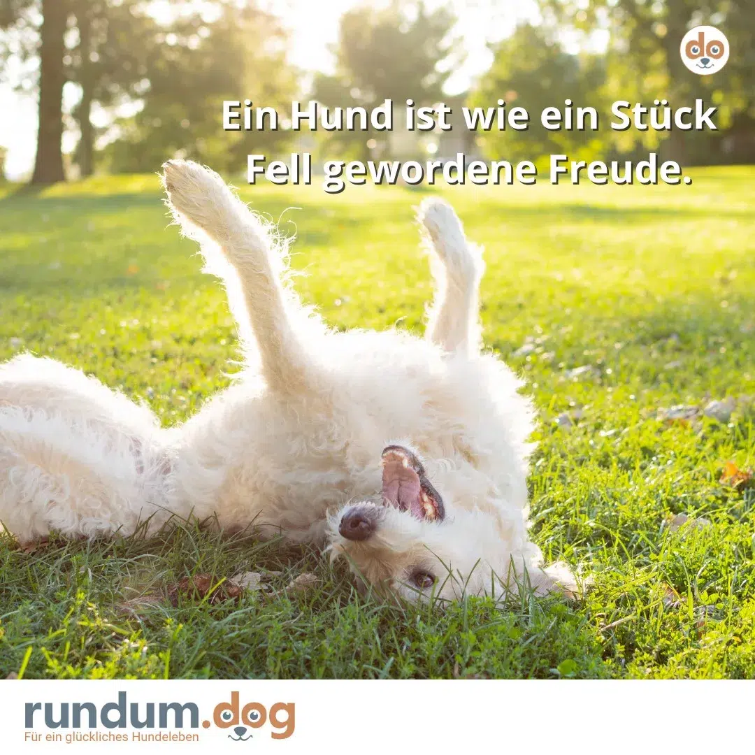 Hunde Fell Freude
