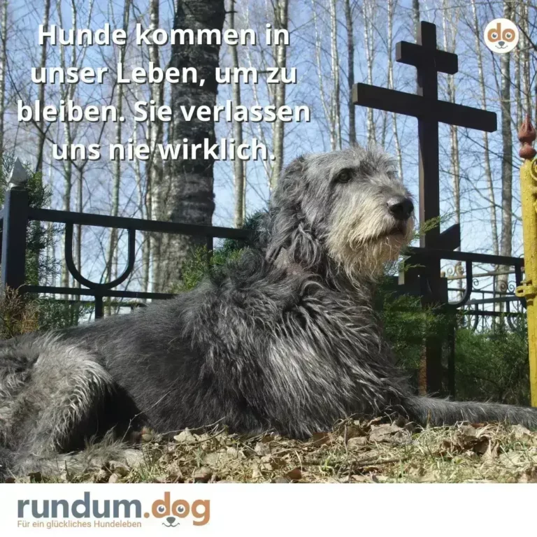 Grauer Hund liegt vor einem Friedhofskreuz in einem Waldfriedhof und blickt nachdenklich zur Seite