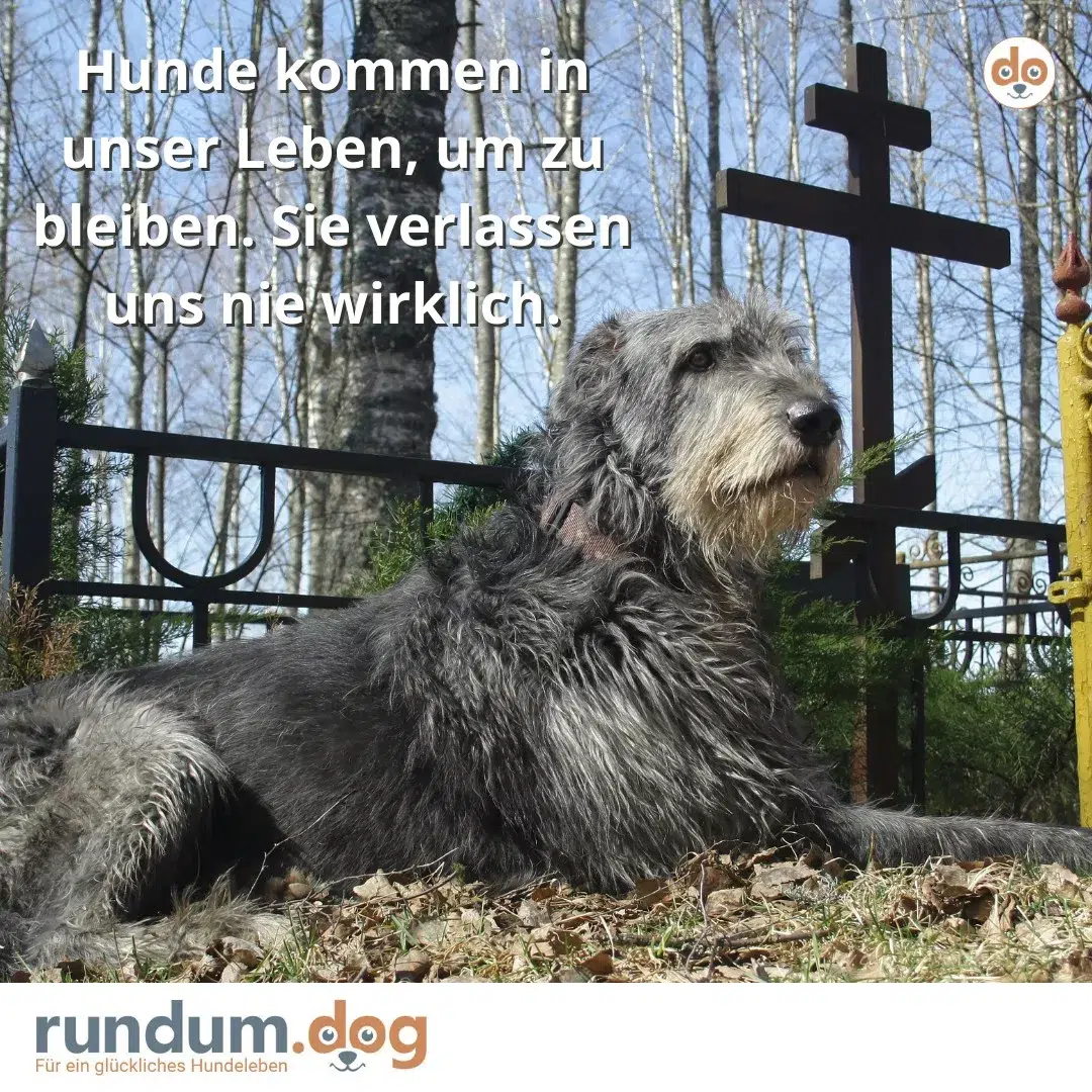 Hund gekommen um zu bleiben nie verlassen