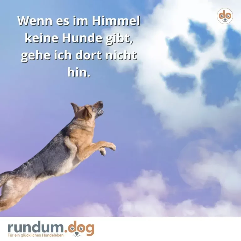 Hund springt in den Himmel mit weiss-blauen Wolken, blickt nach oben
