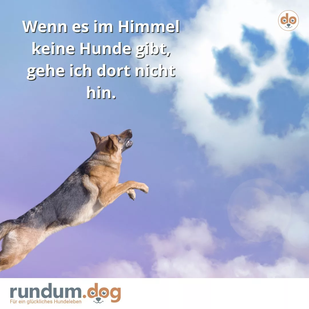 Schäferhund springt gen Himmel