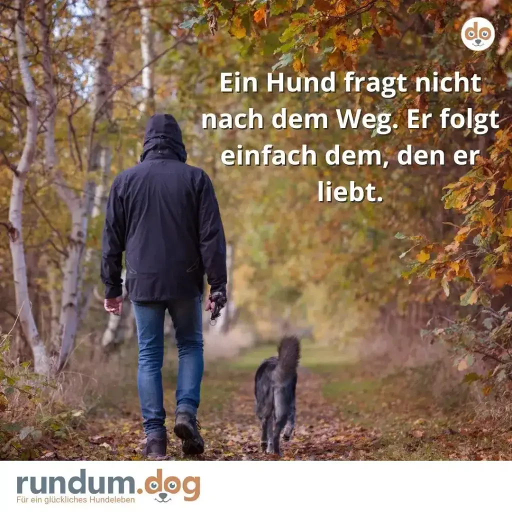 Person in schwarzer Jacke läuft mit Hund an der Leine durch herbstlichen Birkenwald