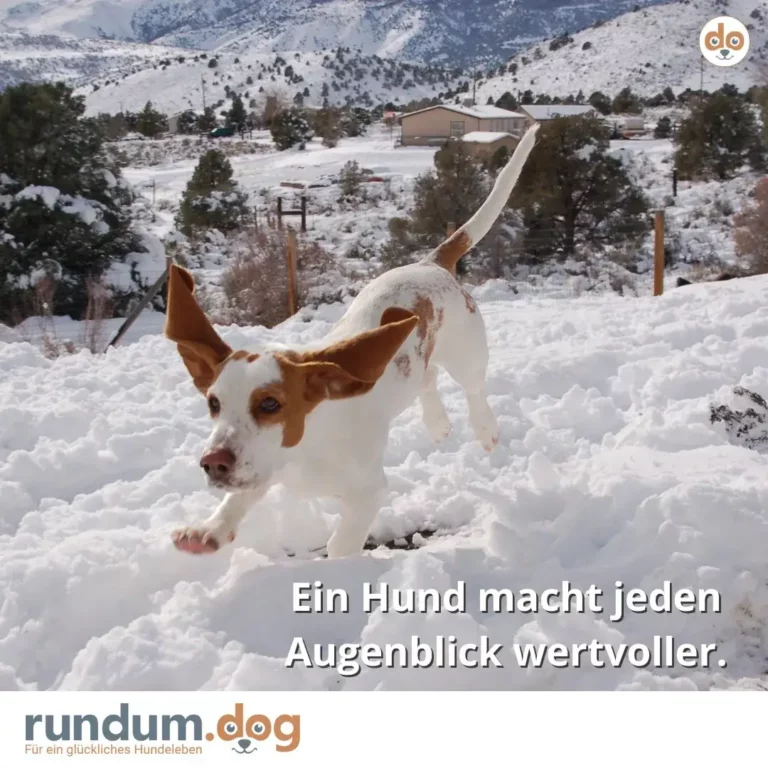 Braun-weisser Hund mit aufgerichteten Ohren steht im tiefen Schnee, schneebedeckte Berge und Ranch-Gebäude im Hintergrund