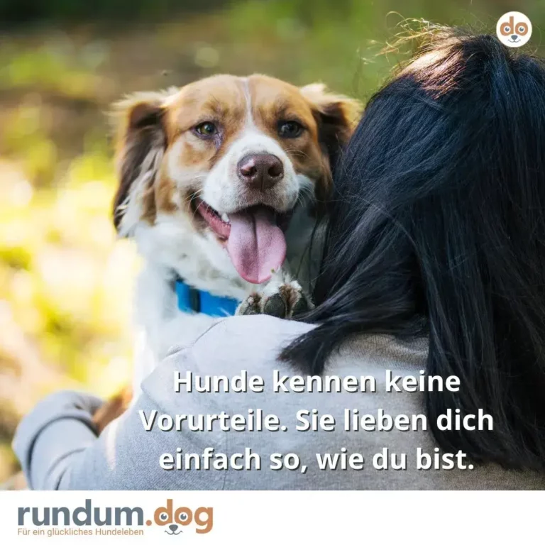 Braun-weisser Hund mit blauem Halsband schaut lächelnd aus der Schulter einer Frau mit schwarzem Haar heraus