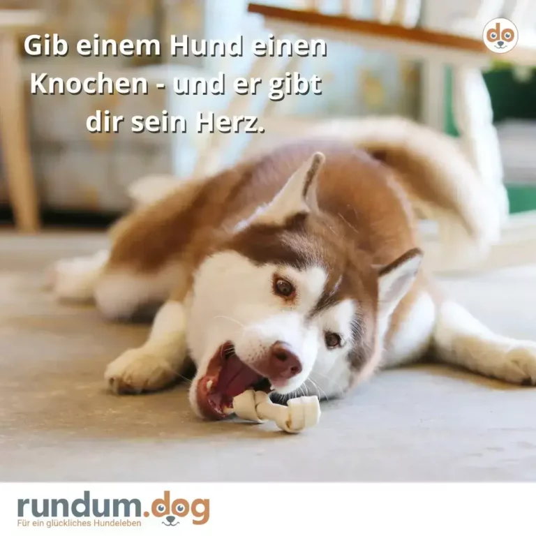 Braun-weisser Hund liegt auf Holzboden und kaut an einem hellen Knochen