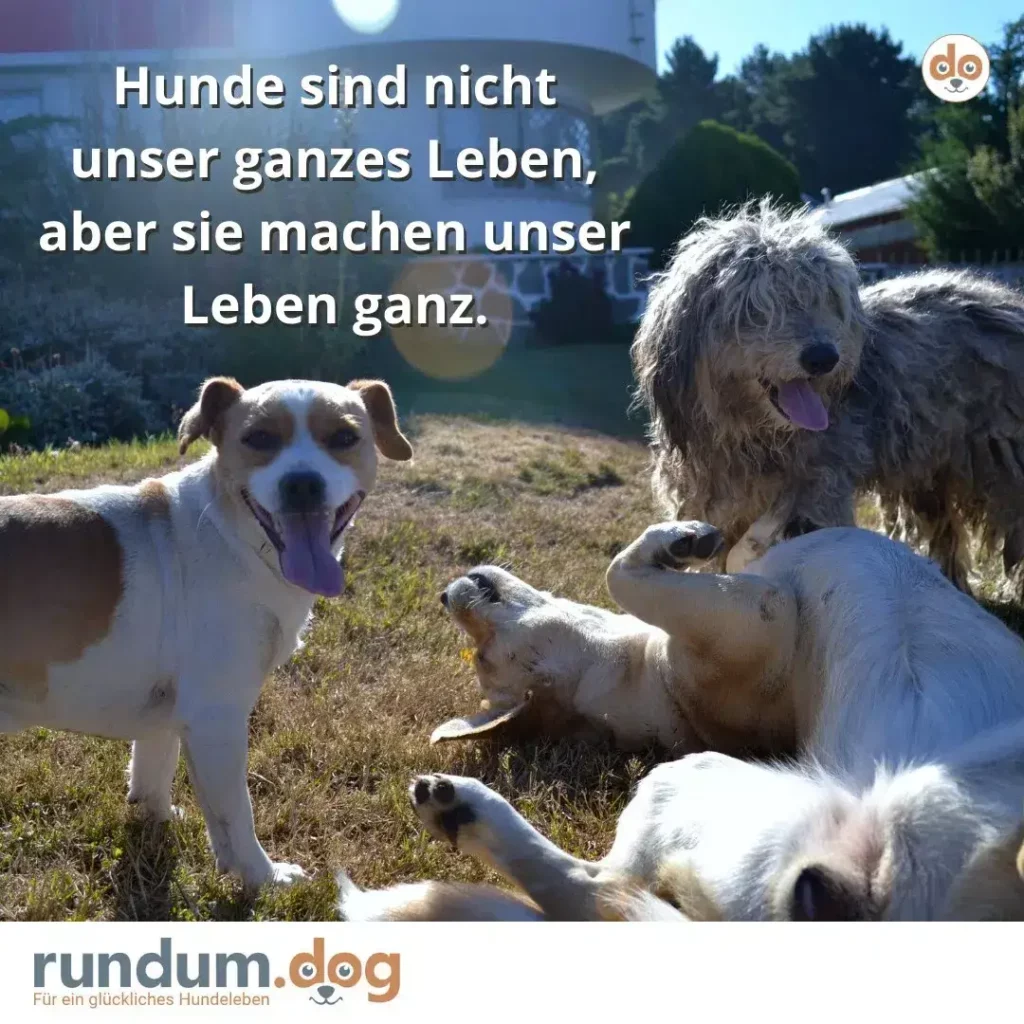 Vier Hunde verschiedener Rassen und Farben sitzen zusammen auf einer Wiese in der Sonne, alle mit offenen Mäulern und fröhlichem Ausdruck