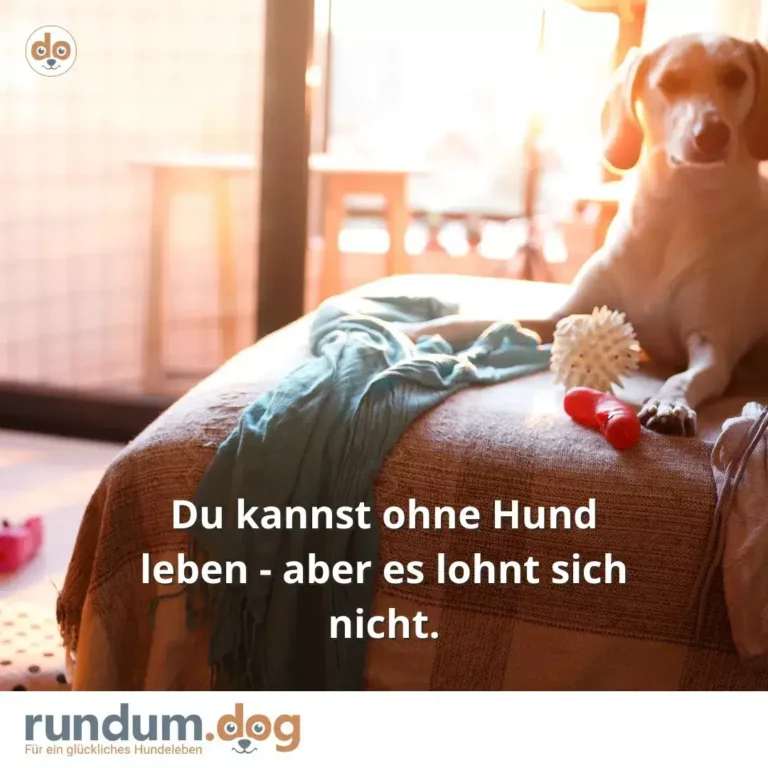 Brauner Hund liegt auf Sofa neben Spielzeugen, schaut zur Seite, sonniges Wohnzimmer im Hintergrund