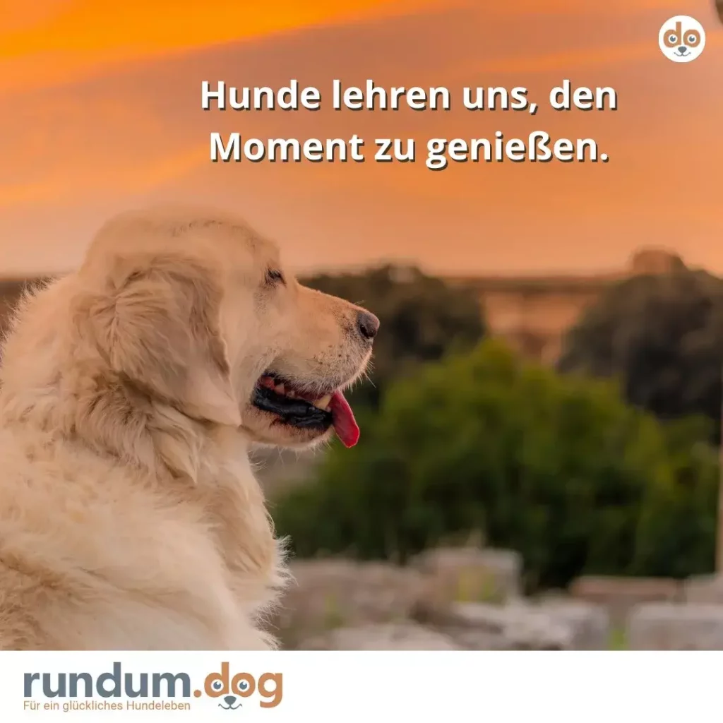 Weisser Hund mit Zunge sitzt im Profil vor Sonnenuntergangshimmel und grüner Landschaft