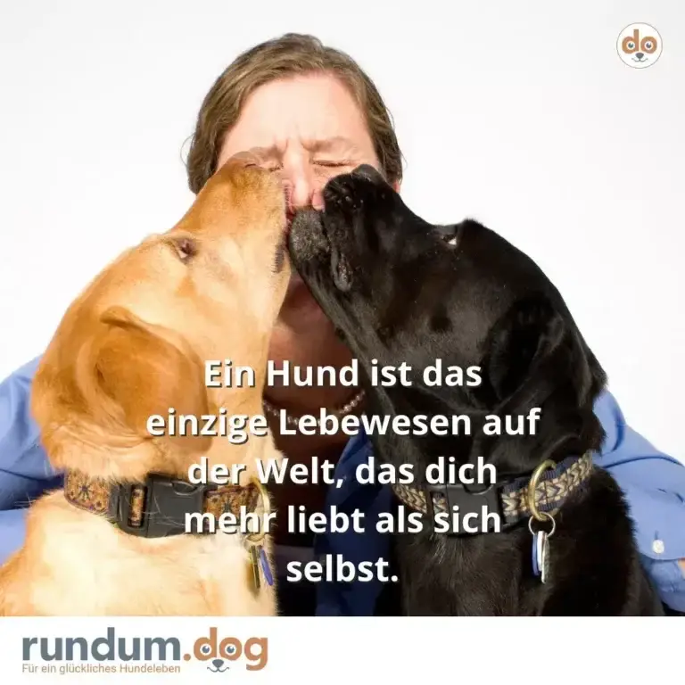 Frau mit geschlossenen Augen wird von einem braunen und einem schwarzen Hund ins Gesicht geleckt