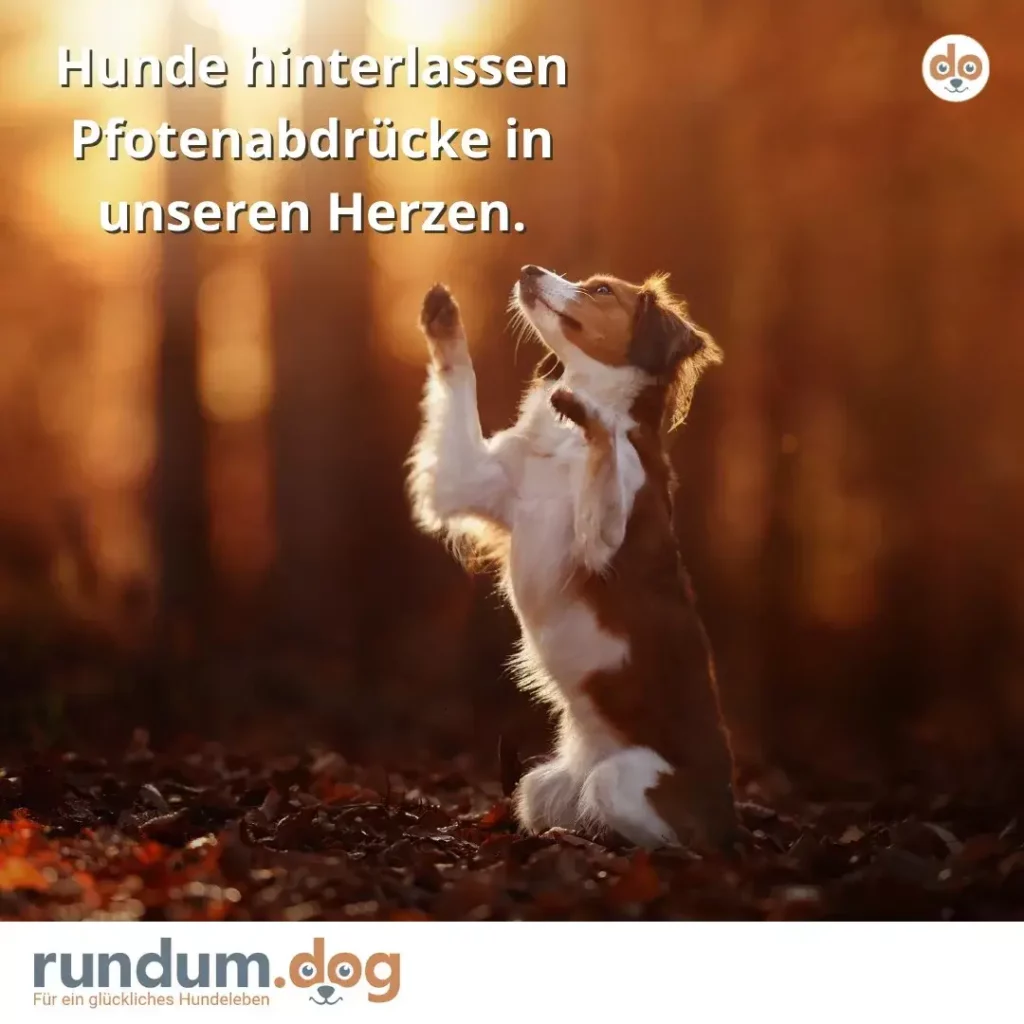 Kleiner weiss-brauner Hund steht auf den Hinterbeinen in Waldlicht, schaut nach oben