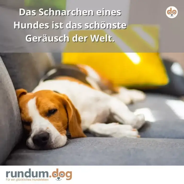 Brauner und weisser Hund liegt entspannt auf grauem Sofa, gelbe Kissen im Hintergrund