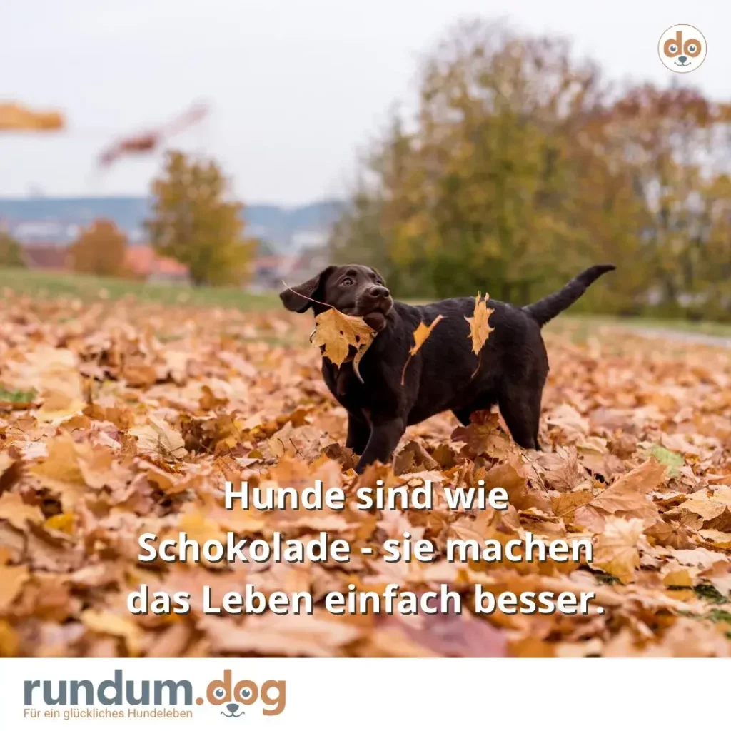 Schwarzer Hund trägt Herbstlaub im Maul, steht in Laubfeld mit Bäumen und Landschaft im Hintergrund