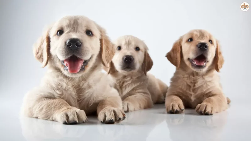 Erster Hund: Das Basiswissen