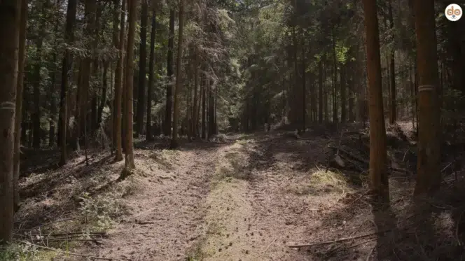 Trostloser Waldweg durch Rodungsfläche, Beitrag zu Tollwut