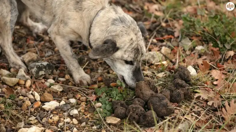 Mit Hund auf Trüffelsuche: Ein spannendes Hobby für Naturfreunde